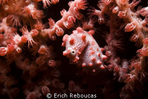 Pigmy Seahorse  :) by Erich Reboucas 